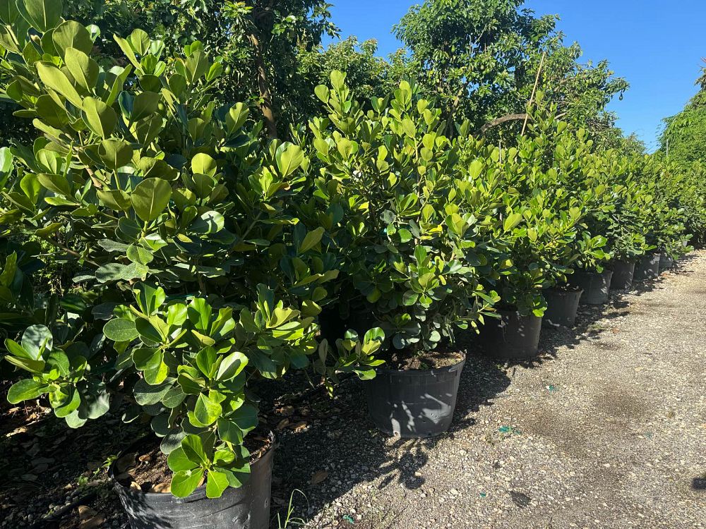 clusia-rosea-pitch-apple-autograph-tree