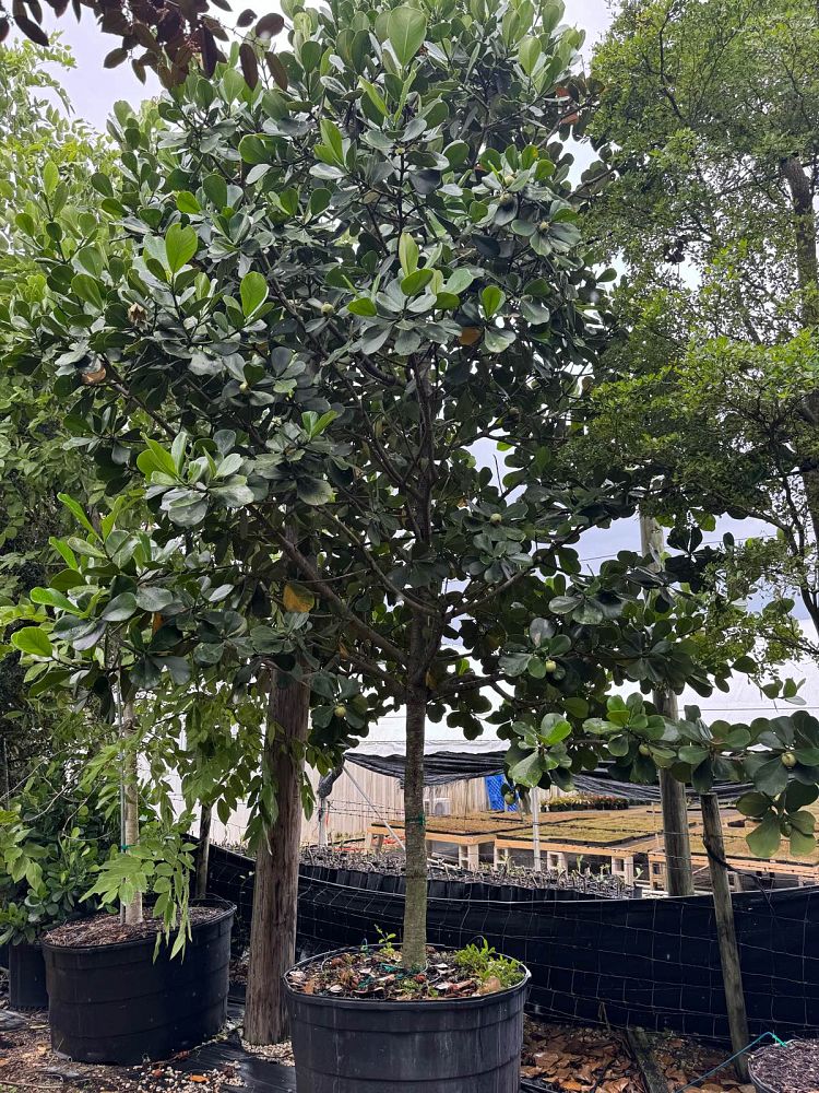 clusia-rosea-pitch-apple-autograph-tree