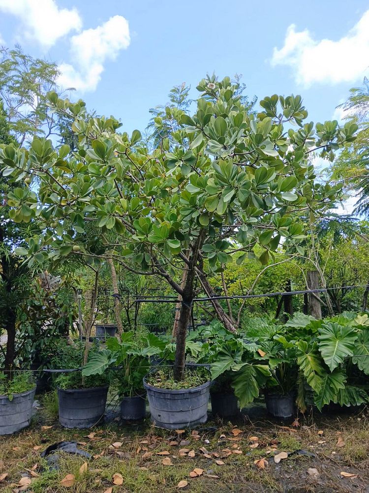 clusia-rosea-pitch-apple-autograph-tree