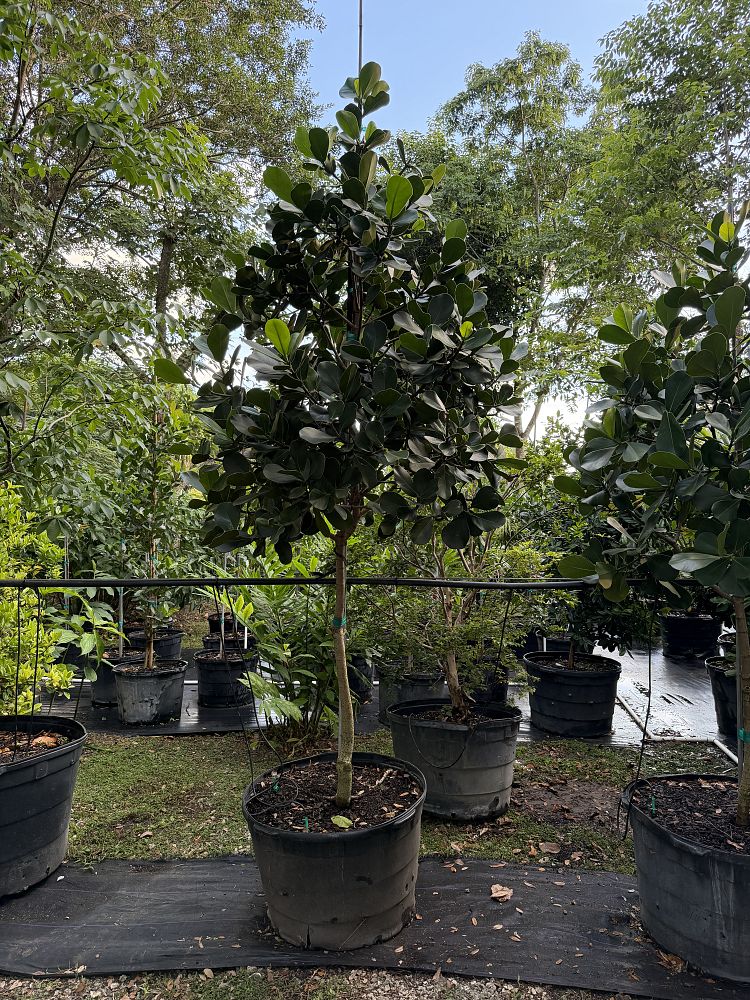 clusia-rosea-pitch-apple-autograph-tree