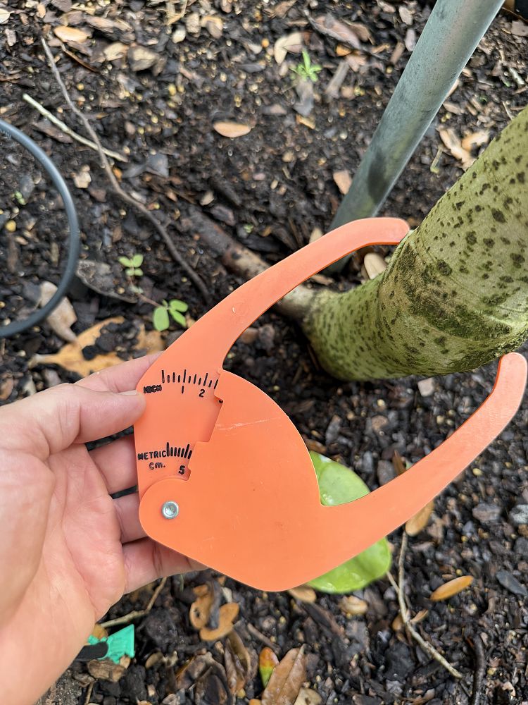 clusia-rosea-pitch-apple-autograph-tree