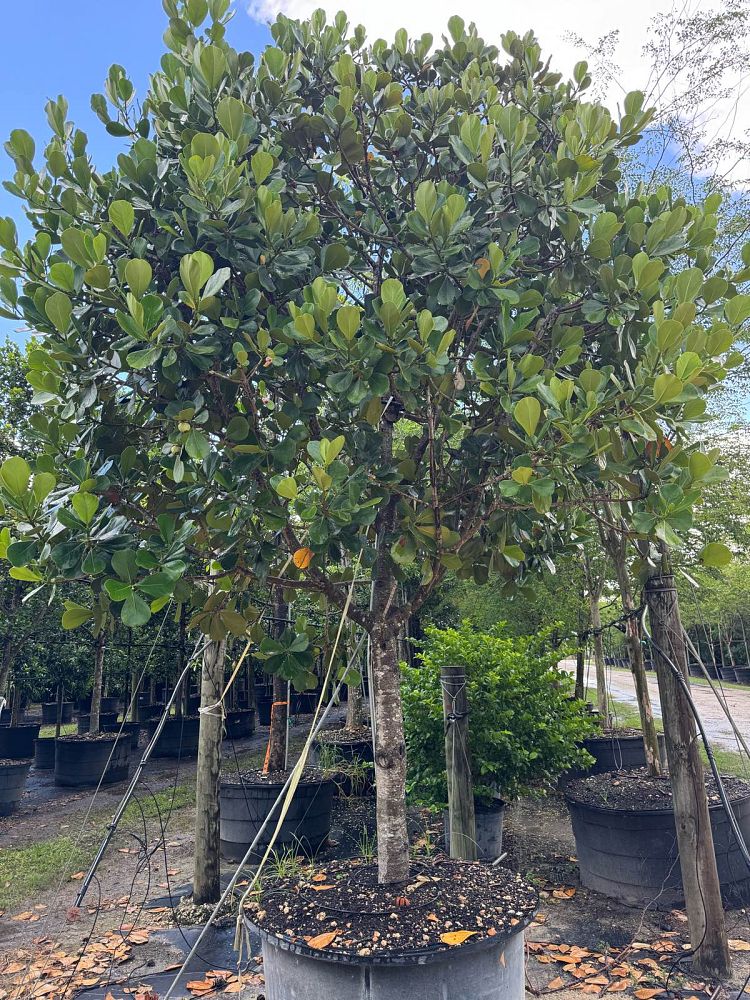 clusia-rosea-pitch-apple-autograph-tree