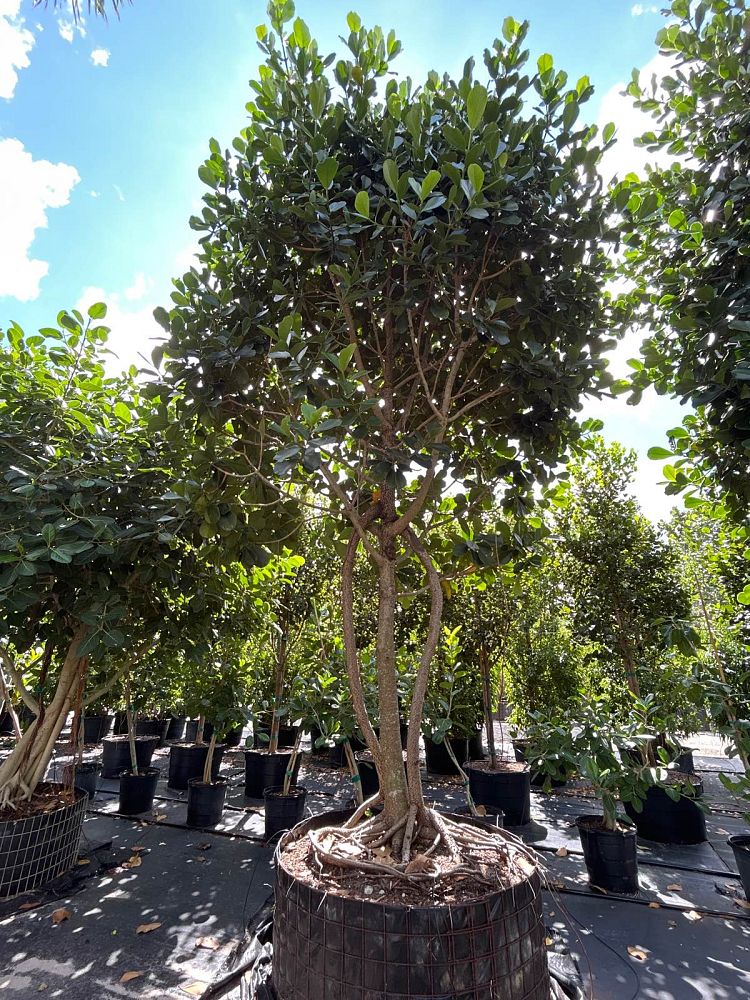 clusia-rosea-pitch-apple-autograph-tree