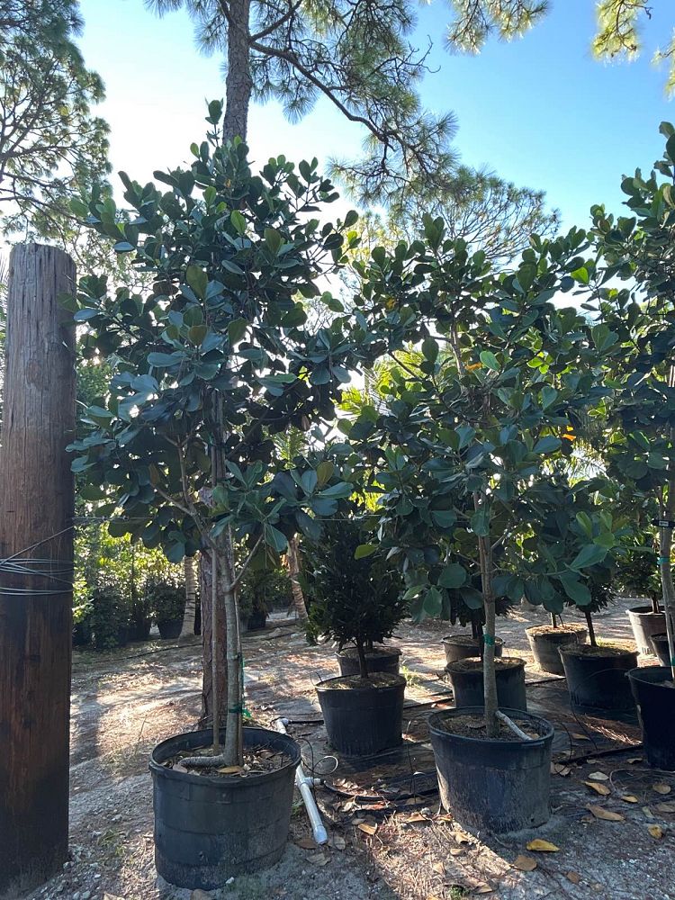 clusia-rosea-pitch-apple-autograph-tree