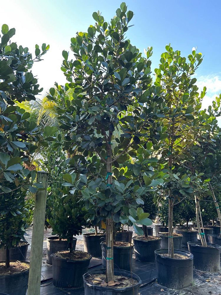 clusia-rosea-pitch-apple-autograph-tree