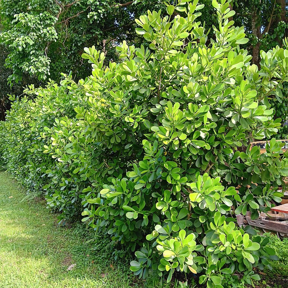 clusia-rosea-pitch-apple-autograph-tree