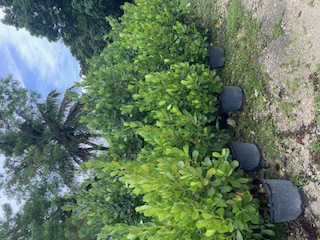 clusia-rosea-pitch-apple-autograph-tree