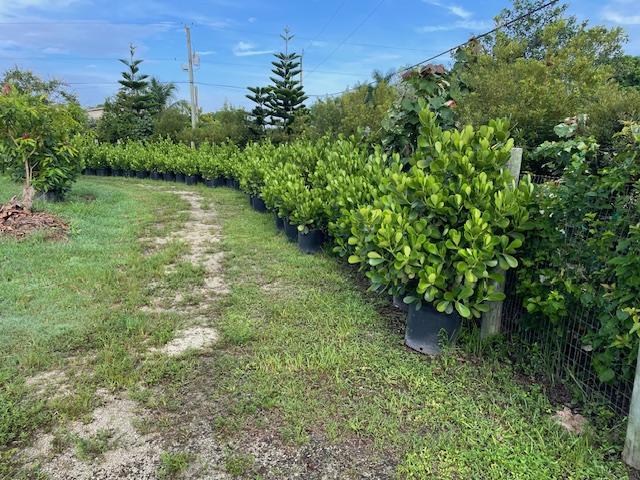 clusia-rosea-pitch-apple-autograph-tree