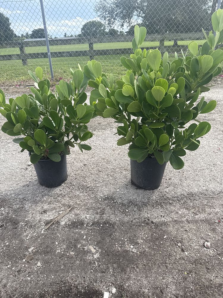 clusia-rosea-pitch-apple-autograph-tree