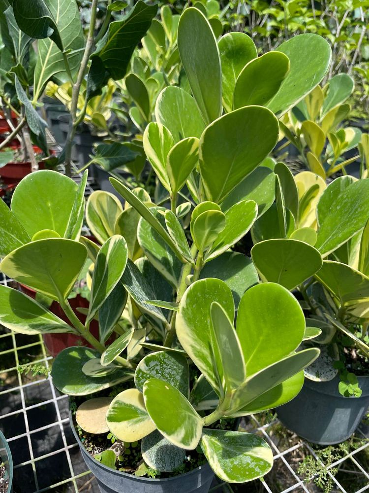 clusia-rosea-variegata-variegata-pitch-apple