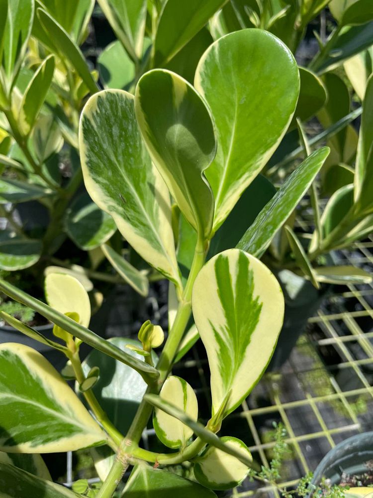 clusia-rosea-variegata-variegata-pitch-apple