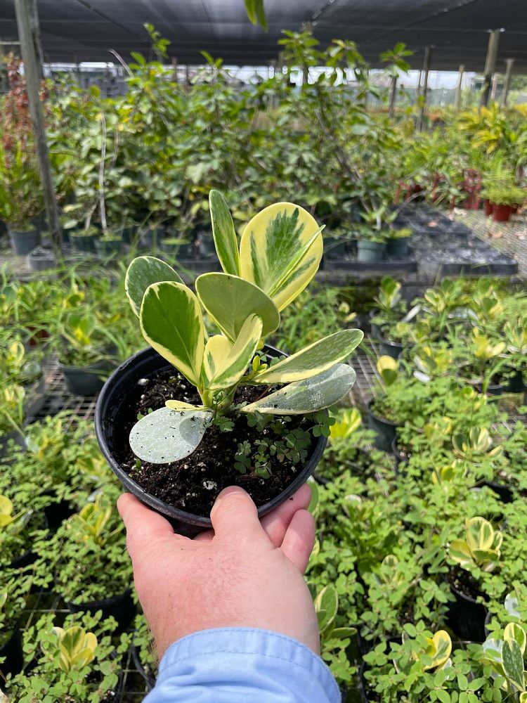 clusia-rosea-variegata-variegata-pitch-apple