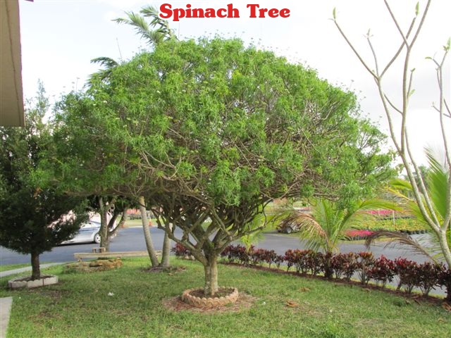 cnidoscolus-chayamansa-myan-spinach-tree-chaya