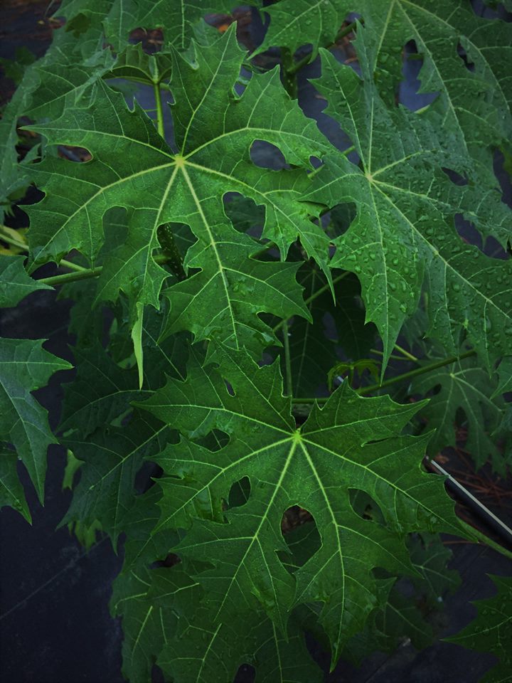 cnidoscolus-chayamansa-myan-spinach-tree-chaya