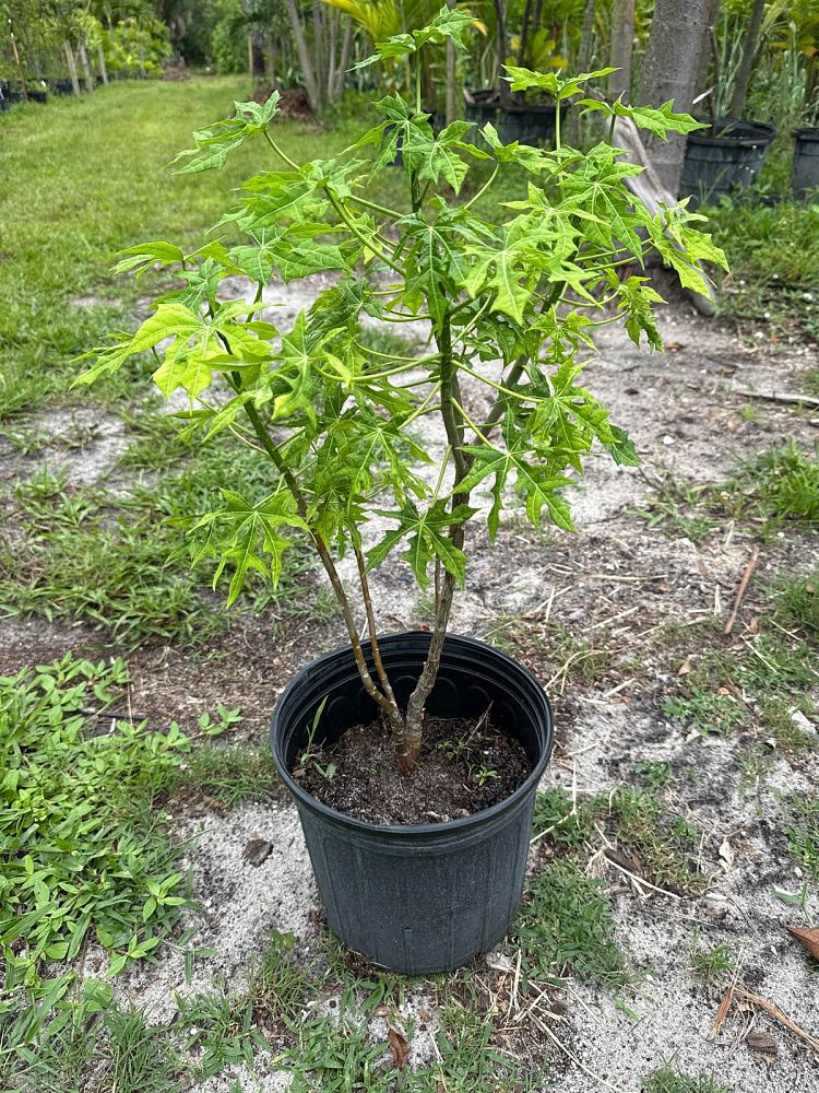 cnidoscolus-chayamansa-myan-spinach-tree-chaya