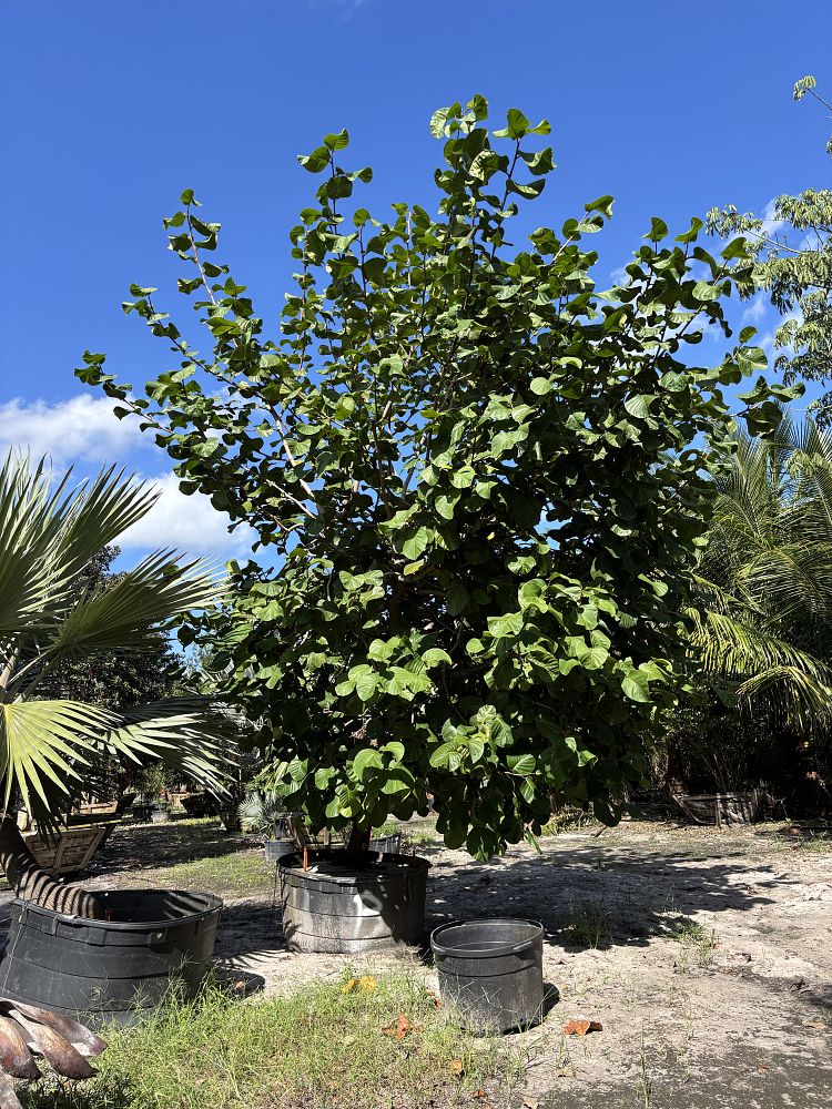 coccoloba-caracasana-caracas-island-tree