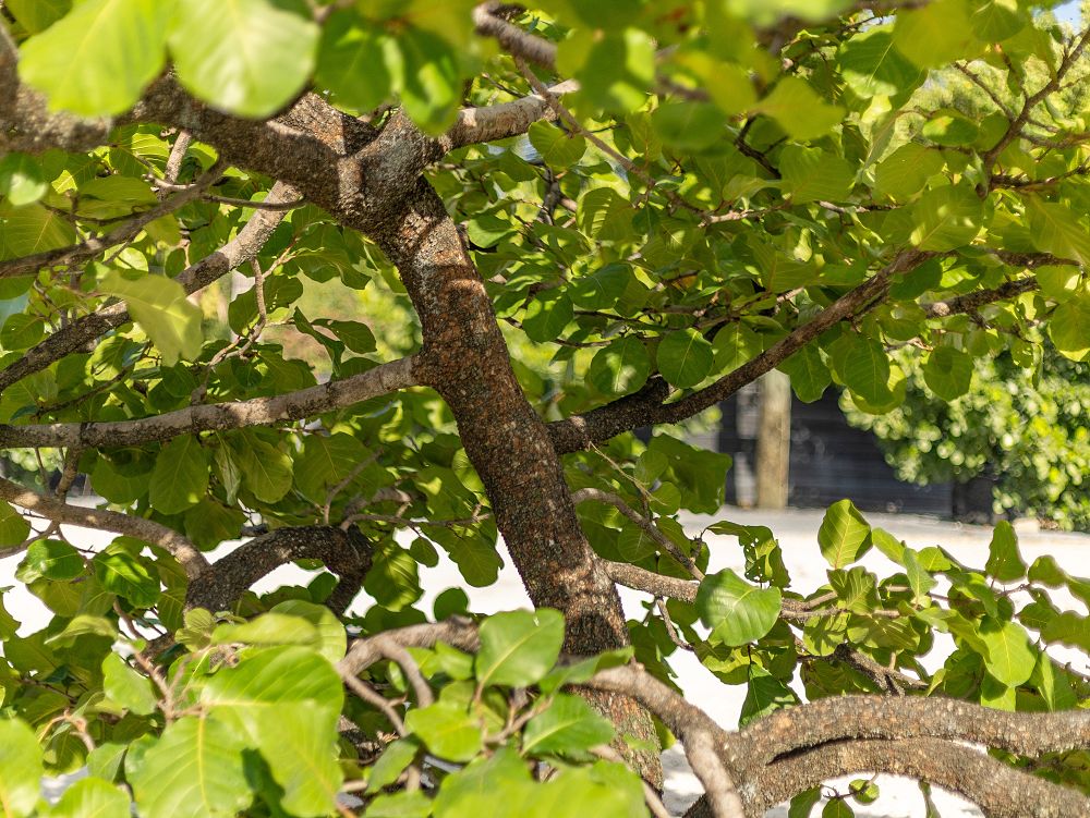 coccoloba-caracasana-caracas-island-tree