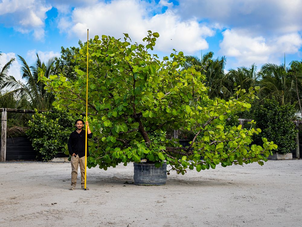 coccoloba-caracasana-caracas-island-tree