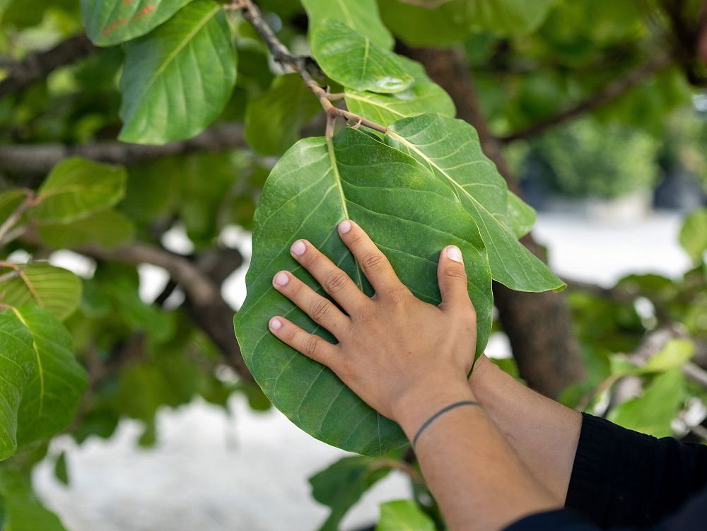 coccoloba-caracasana-caracas-island-tree
