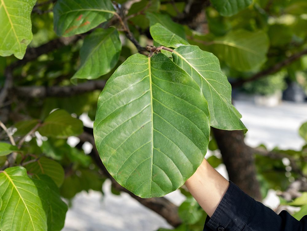 coccoloba-caracasana-caracas-island-tree