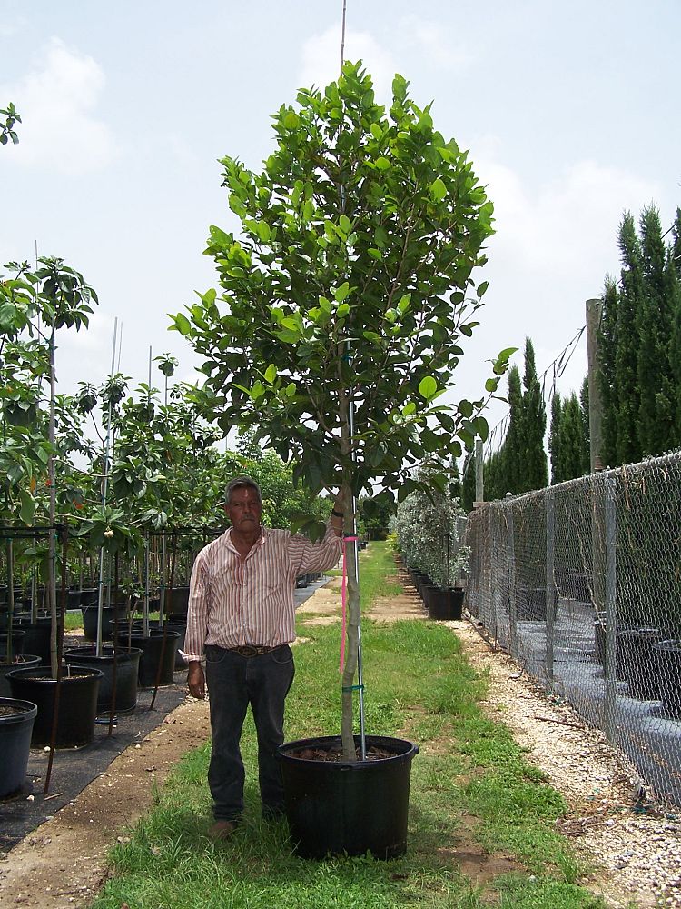 coccoloba-diversifolia-pigeon-plum