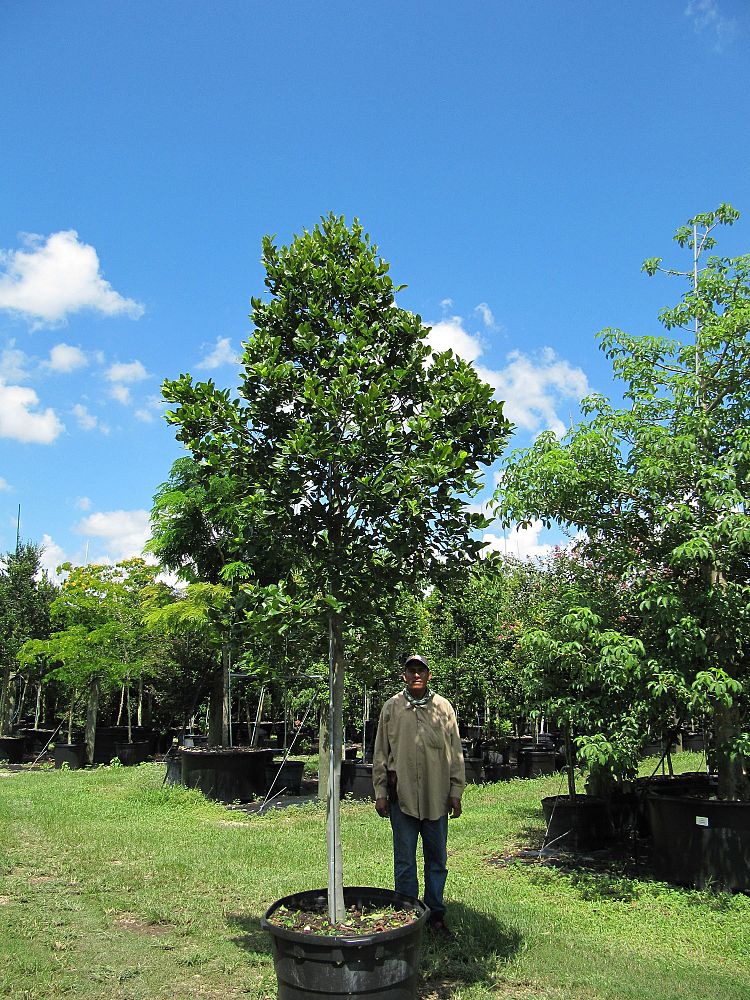 coccoloba-diversifolia-pigeon-plum