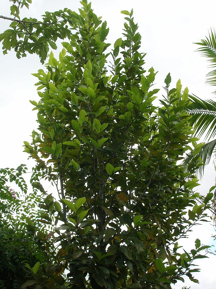 coccoloba-diversifolia-pigeon-plum