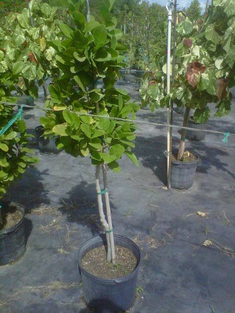 coccoloba-diversifolia-pigeon-plum