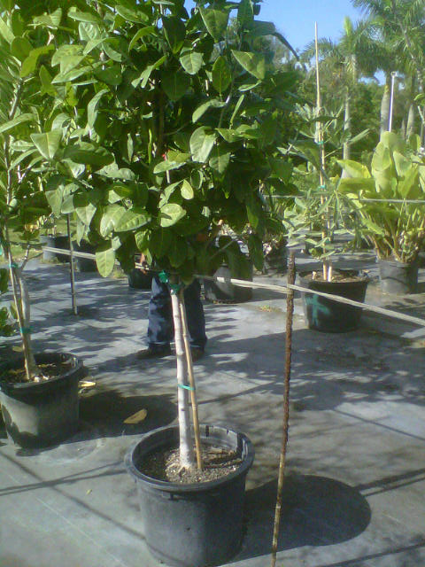 coccoloba-diversifolia-pigeon-plum