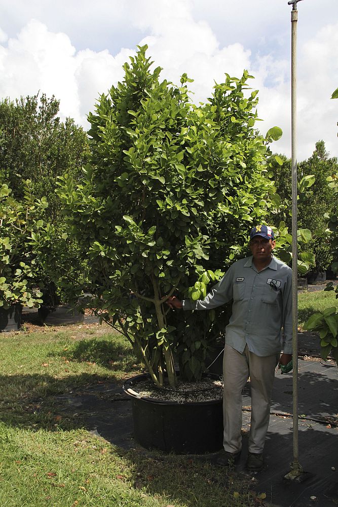 coccoloba-diversifolia-pigeon-plum