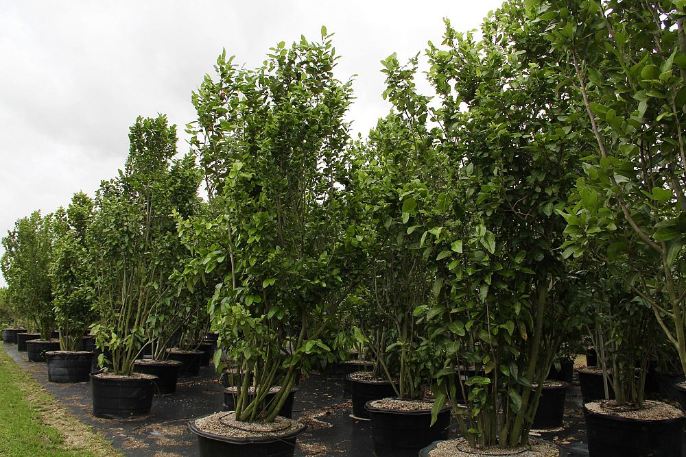 coccoloba-diversifolia-pigeon-plum