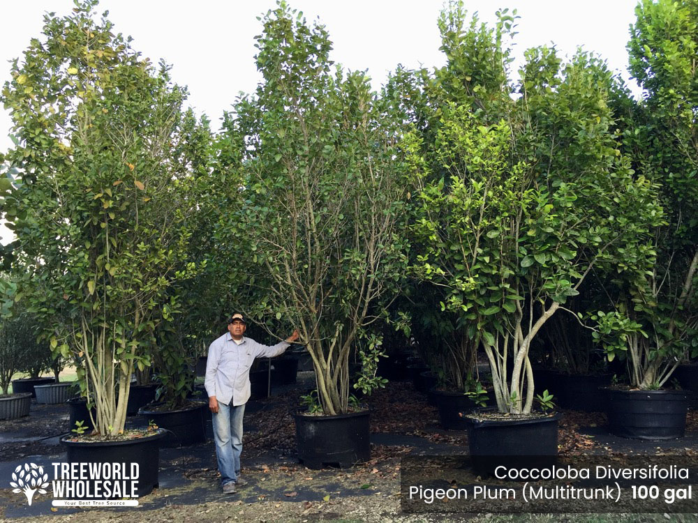 coccoloba-diversifolia-pigeon-plum