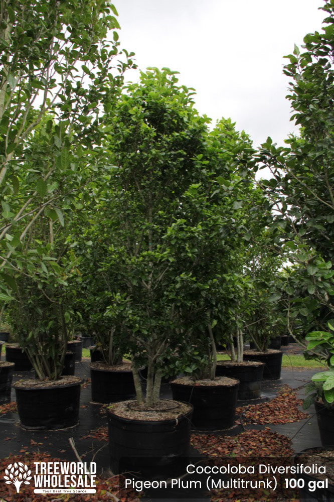 coccoloba-diversifolia-pigeon-plum