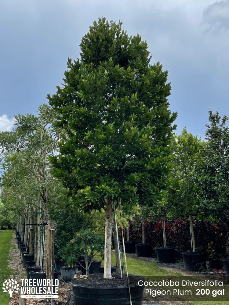 coccoloba-diversifolia-pigeon-plum