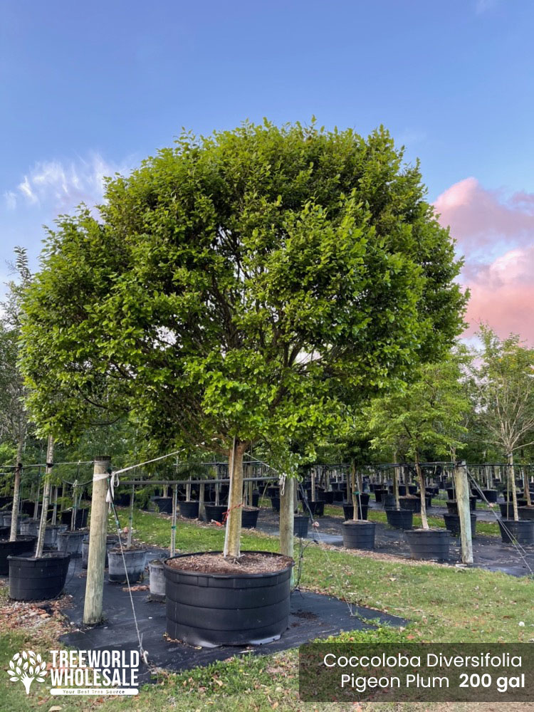 coccoloba-diversifolia-pigeon-plum