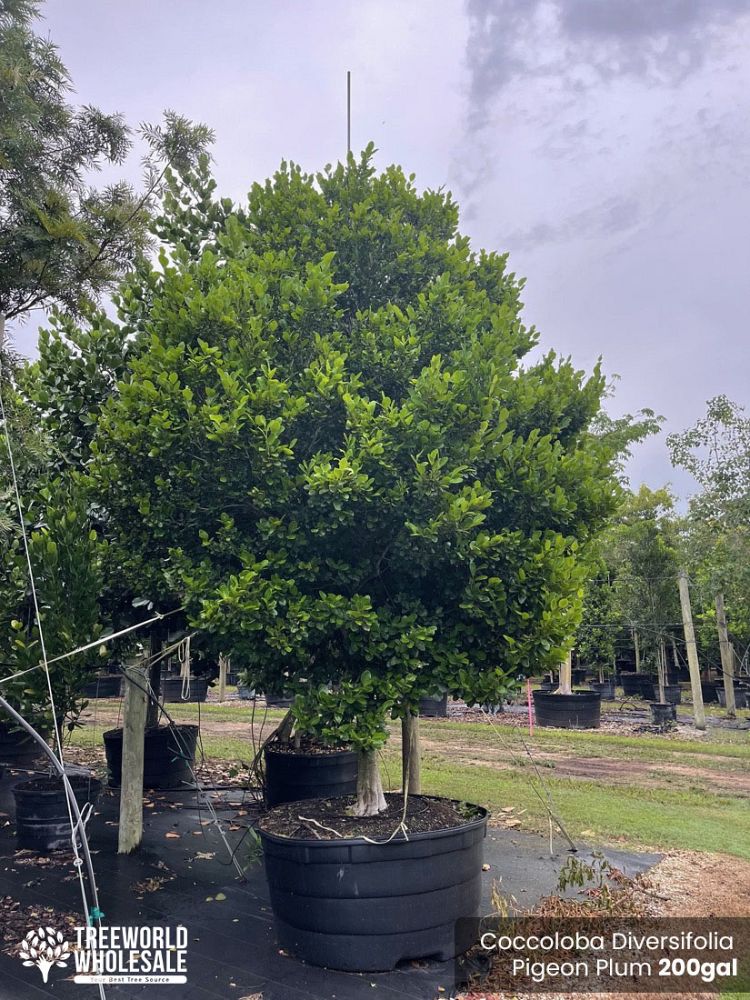 coccoloba-diversifolia-pigeon-plum