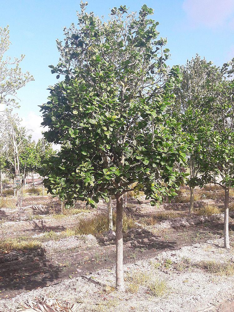 coccoloba-diversifolia-pigeon-plum