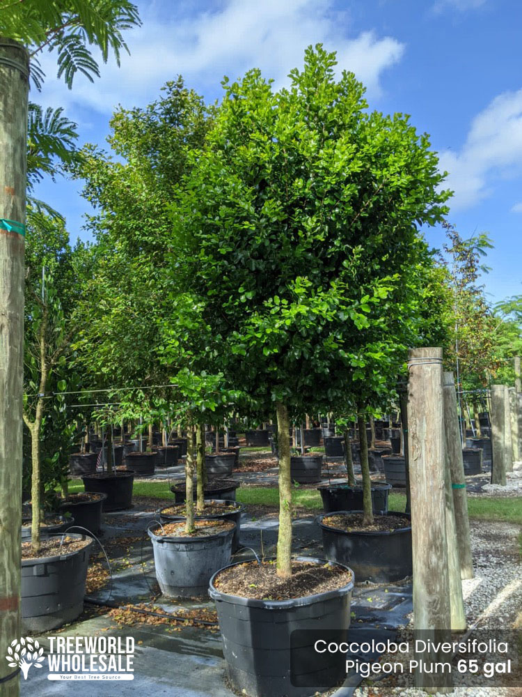 coccoloba-diversifolia-pigeon-plum