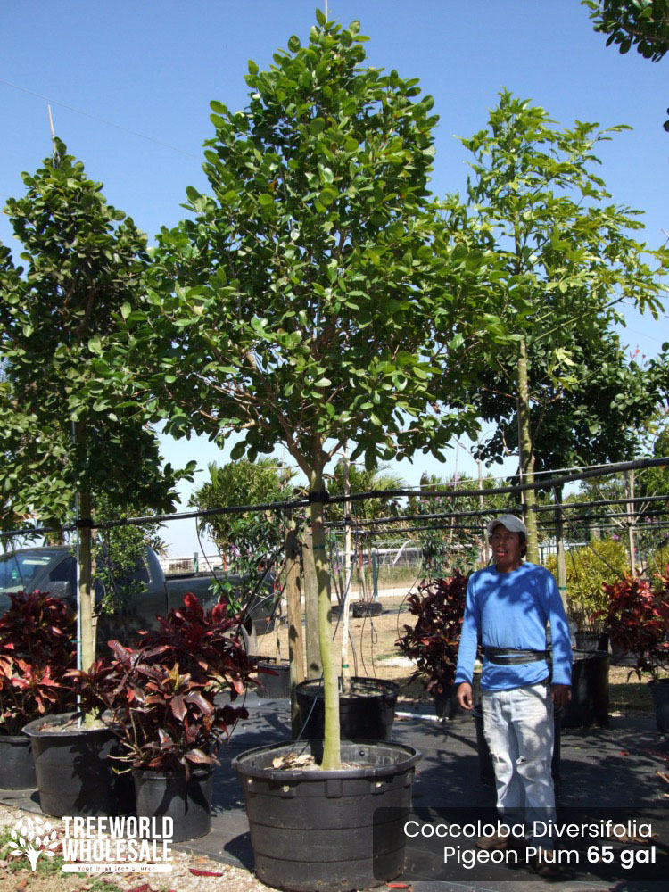 coccoloba-diversifolia-pigeon-plum