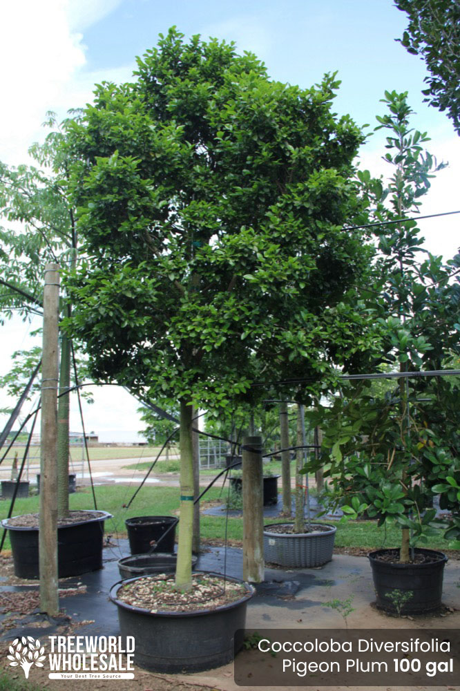 coccoloba-diversifolia-pigeon-plum