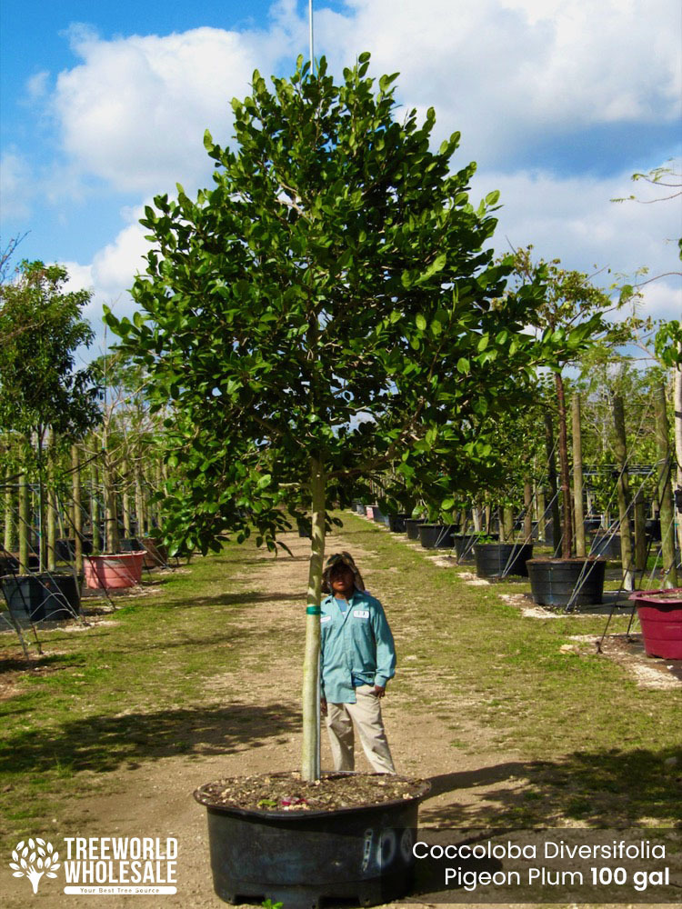 coccoloba-diversifolia-pigeon-plum