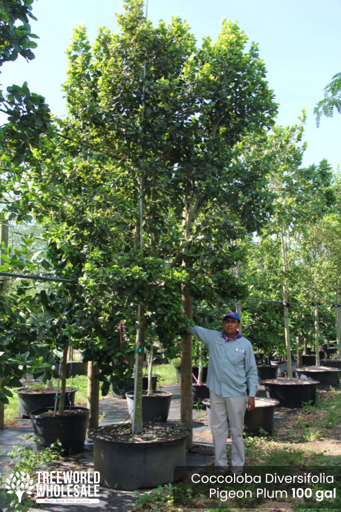 coccoloba-diversifolia-pigeon-plum