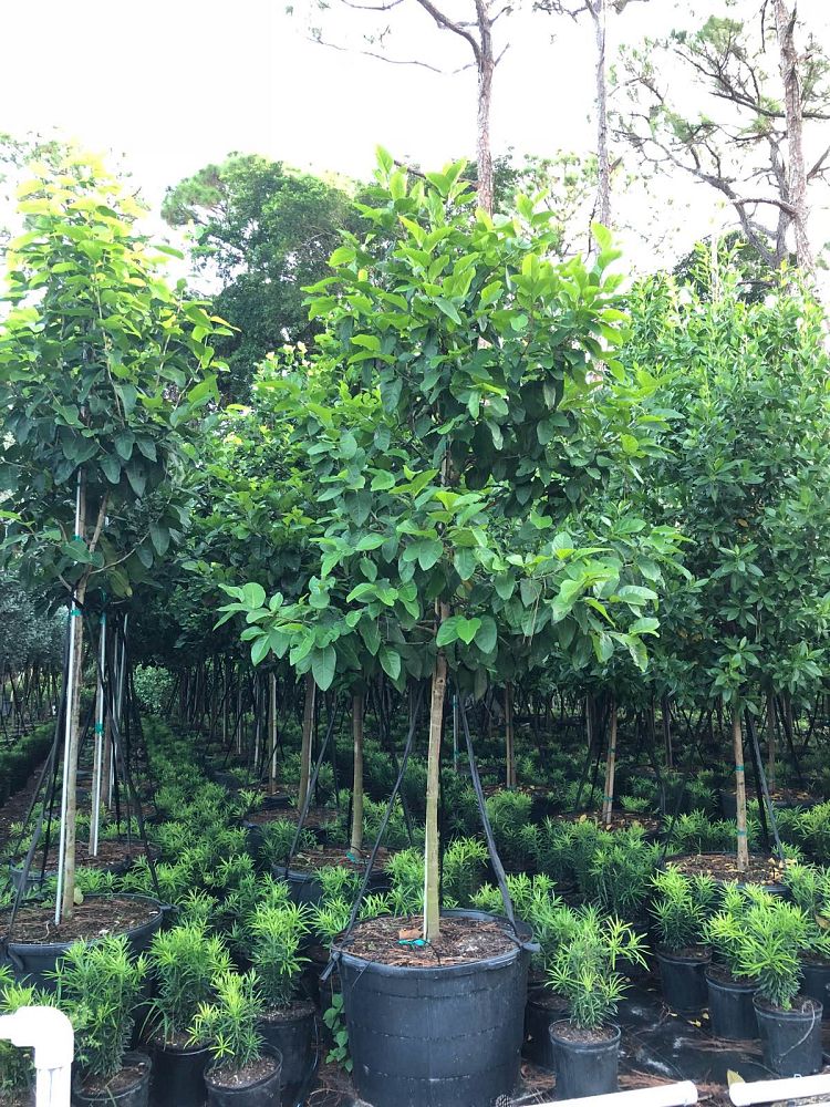 coccoloba-diversifolia-pigeon-plum