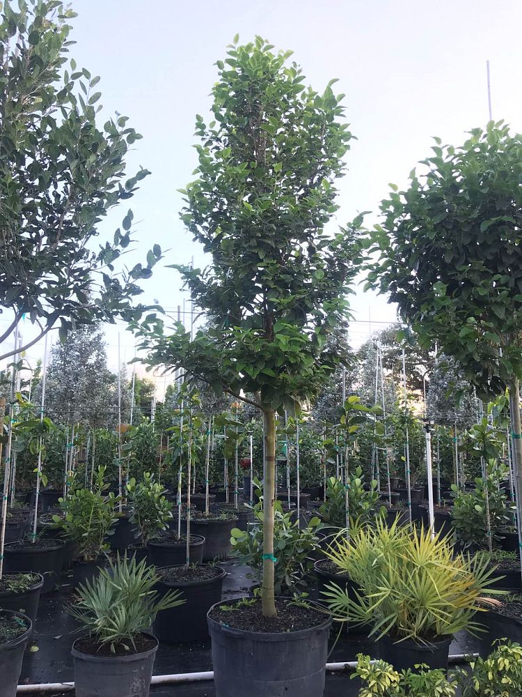 coccoloba-diversifolia-pigeon-plum