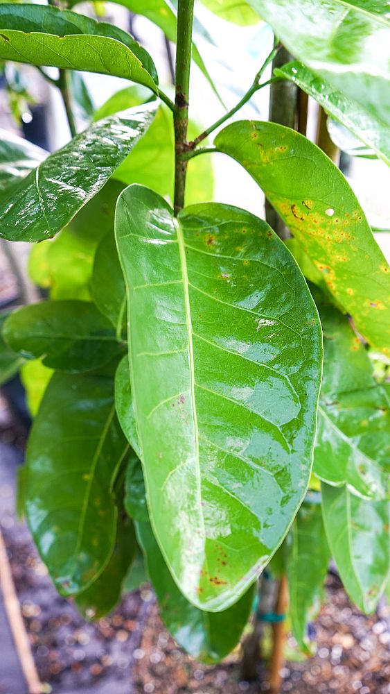 coccoloba-diversifolia-pigeon-plum