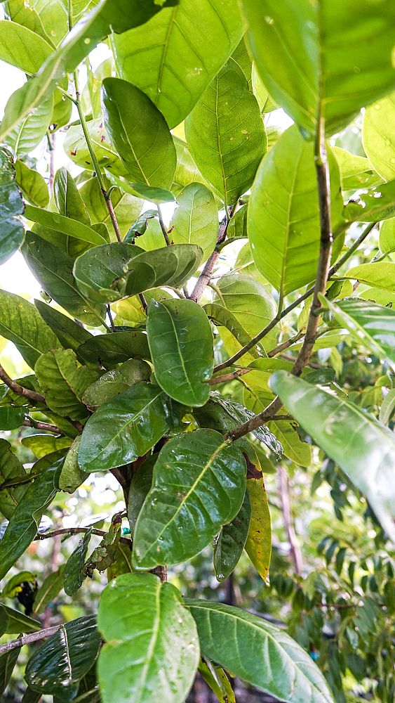 coccoloba-diversifolia-pigeon-plum