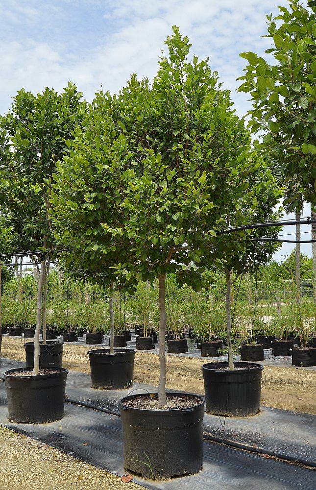 coccoloba-diversifolia-pigeon-plum