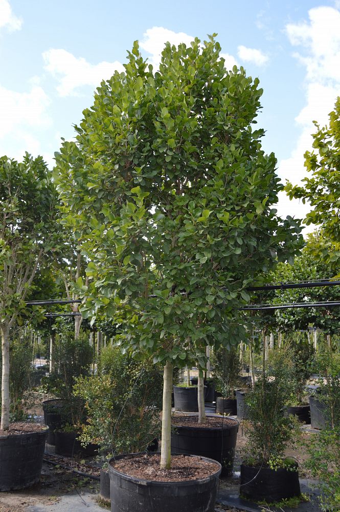 coccoloba-diversifolia-pigeon-plum