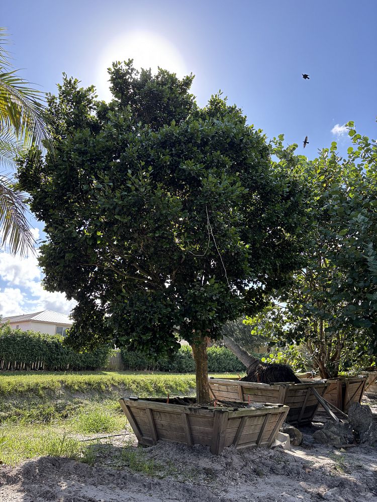 coccoloba-diversifolia-pigeon-plum