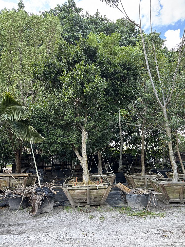 coccoloba-diversifolia-pigeon-plum